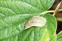Slug on Leaf
